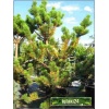 Pinus nigra Oregon Green - Sosna czarna Oregon Green FOTO