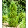 Pinus nigra Pyramidalis Compacta - Sosna czarna Pyramidalis Compacta FOTO