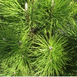 Pinus nigra Pyramidalis - Sosna czarna Pyramidalis szczep. bryła _140-160cm