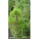 Pinus nigra Pyramidalis - Sosna czarna Pyramidalis szczep. bryła _140-160cm