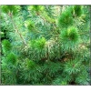 Pinus nigra Ślizów - Sosna czarna Ślizów FOTO
