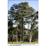Pinus nigra - Sosna czarna FOTO