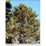 Pinus nigra - Sosna czarna C3 40-50cm