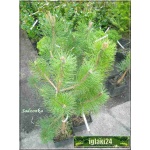 Pinus nigra - Sosna czarna FOTO