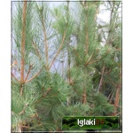 Pinus nigra - Sosna czarna C3 40-50cm