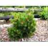 Pinus nigra Syców - Sosna czarna Syców FOTO 