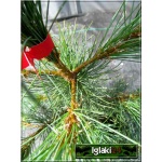 Pinus peuce - sosna rumelijska bryła _180-200cm