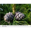 Pinus sibirica - Sosna syberyjska - Pinus cembra var.sibirica FOTO