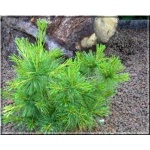 Pinus strobus Minima - Sosna wejmutka Minima FOTO