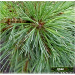 Pinus strobus Minima - Sosna wejmutka Minima FOTO