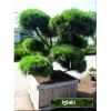 Pinus strobus Radiata - Sosna wejmutka Radiata Bonsai FOTO