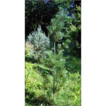 Pinus strobus Stowe Pillar - Sosna wejmutka Stowe Pillar FOTO