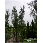 Pinus strobus Stowe Pillar - Sosna wejmutka Stowe Pillar FOTO