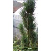Pinus sylvestris Fastigiata - Sosna pospolita Fastigiata szczep. C_10 60-80cm xxxy