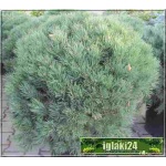 Pinus sylvestris Watereii - Sosna pospolita Watereri - Pinus sylvestris Pumila - Sosna pospolita Pumila - Pinus sylvestris var. nana - Sosna pospolita nana Bonsai FOTO