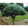 Pinus sylvestris Watereii - Sosna pospolita Watereri - Pinus sylvestris Pumila - Sosna pospolita Pumila - Pinus sylvestris var. nana - Sosna pospolita nana szczep. bryła _140-160cm xxxy