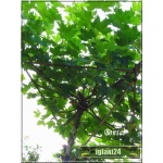 Platanus acerifolia - Platanus hispanica - Platan klonolistny Bonsai FOTO