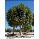 Platanus acerifolia - Platanus hispanica - Platan klonolistny C_10 _180-250cm