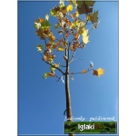 Platanus acerifolia - Platanus hispanica - Platan klonolistny FOTO