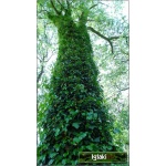 Platanus acerifolia - Platanus hispanica - Platan klonolistny C_10 _180-250cm
