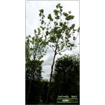 Platanus acerifolia - Platanus hispanica - Platan klonolistny FOTO