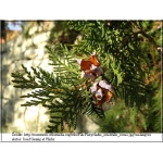 Platycladus orientalis - Thuja orientalis - Żywotnik wschodni FOTO