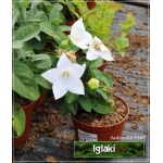 Platycodon grandiflorus Astra White - Rozwar wielkokwiatowy Astra White - białe, wys 10, kw 6/8 FOTO