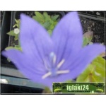 Platycodon grandiflorus Early Blue - Rozwar wielkokwiatowy Early Blue - niebieski, wys 25, kw 7/8 FOTO  