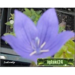 Platycodon grandiflorus Early Blue - Rozwar wielkokwiatowy Early Blue - niebieski, wys 25, kw 7/8 FOTO  