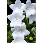 Platycodon grandiflorus Astra White - Rozwar wielkokwiatowy Astra White - białe, wys 10, kw 6/8 FOTO