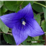 Platycodon Grandiflorus Astra Blue - Rozwar wielkokwiatowy Astra Blue - fioletowe, wys. 10, kw. 6/8 FOTO