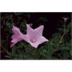 Platycodon Grandiflorus Fuji Pink - Rozwar wielkokwiatowy Fuji Pink - różowy, wys. 50, kw 6/8 FOTO