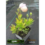 Platycodon Grandiflorus Astra Rose - Rozwar wielkokwiatowy Astra Rose - różowe, wys. 25, kw. 6/7 FOTO