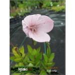 Platycodon Grandiflorus Astra Rose - Rozwar wielkokwiatowy Astra Rose - różowe, wys. 25, kw. 6/7 FOTO