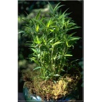 Pleioblastus pygmaeus - Plejoblastus karłowaty - Bambus karłowaty - zielony liść, wys. 100 FOTO 