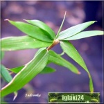 Pleioblastus pygmaeus - Plejoblastus karłowaty - Bambus karłowaty - zielony liść, wys. 100 FOTO 