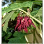 Podophyllum Spotty Dotty - Stopowiec Spotty Dotty - czerwony, liść zielony z brązowymi plamami, wys. 35/50, kw. 4/6 FOTO