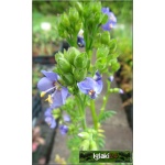 Polemonium caeruleum Bambino Blue - Wielosił błękitny Bambino Blue - niebieski, wys. 60, kw 6/7 FOTO