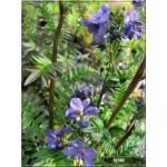 Polemonium yezoense Purple Rain Strain - Wielosił jezoński Purple Rain Strain - fioletowe, wys. 50, kw. 6/7 FOTO