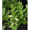 Polygonatum humile - Kokoryczka niska - białe, wys. 30, kw. 5/6 C0,5 P