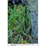 Polystichum aculeatum - Paprotnik kolczysty - Paproć - wys. 90 FOTO