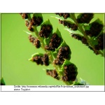 Polystichum aculeatum - Paprotnik kolczysty - Paproć - wys. 90 FOTO
