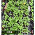 Polystichum setiferum Plumosum Densum - Paprotnik szczecinkozębny Plumosum Densum - Paproć - wys. 45 FOTO