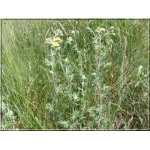 Potentilla argentea - Pięciornik srebrny - żółty, wys 25, kw 6/8 FOTO 