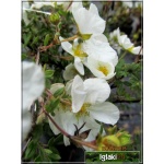 Potentilla fruticosa Abbotswood - Pięciornik krzewiasty Abbotswood - białe FOTO