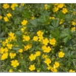 Potentilla neumanniana - Pięciornik wiosenny - żółty, wys 15, kw 6/8 FOTO