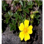 Potentilla neumanniana - Pięciornik wiosenny - żółty, wys 15, kw 6/8 FOTO