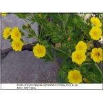 Potentilla recta - Pięciornik wyprostowany - żółte, wys. 70, kw 6/9 FOTO