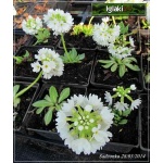 Primula denticulata Alba - Pierwiosnek ząbkowany Alba - białe, wys. 30, kw 3/4 FOTO