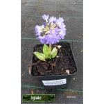 Primula denticulata Lilac - Pierwiosnek ząbkowany Lilac - fioletowe, wys. 30, kw 3/4 FOTO 